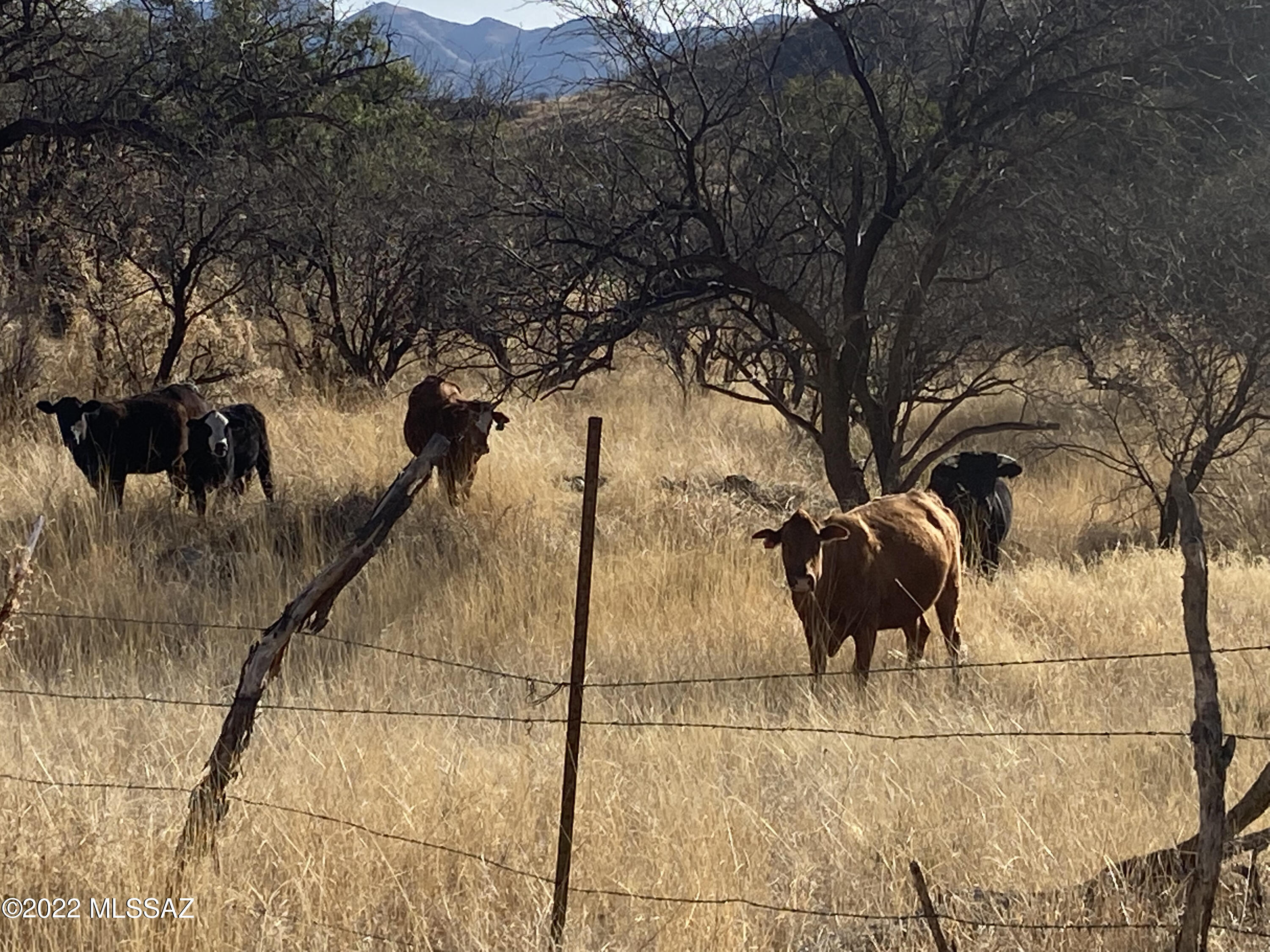 Private Land Rio Rico, AZ 85648 - Photo 43 of 48