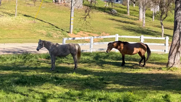 $739,000 | 4421 Scrubby Oak Drive, Mariposa, CA 95338