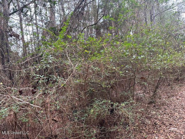 914 Beverly Hills Road Hattiesburg, MS 39401 - Photo 3 of 11 914 Beverly hill land pic 3
