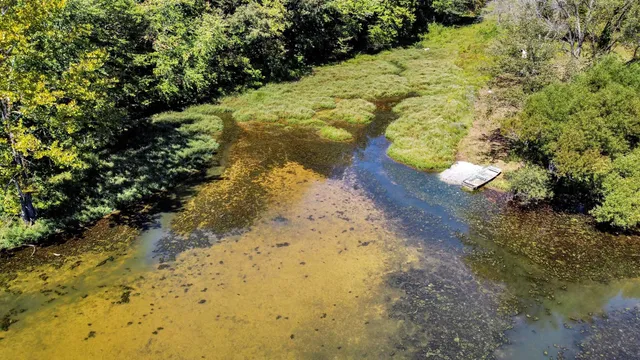 a view of a yard with trees