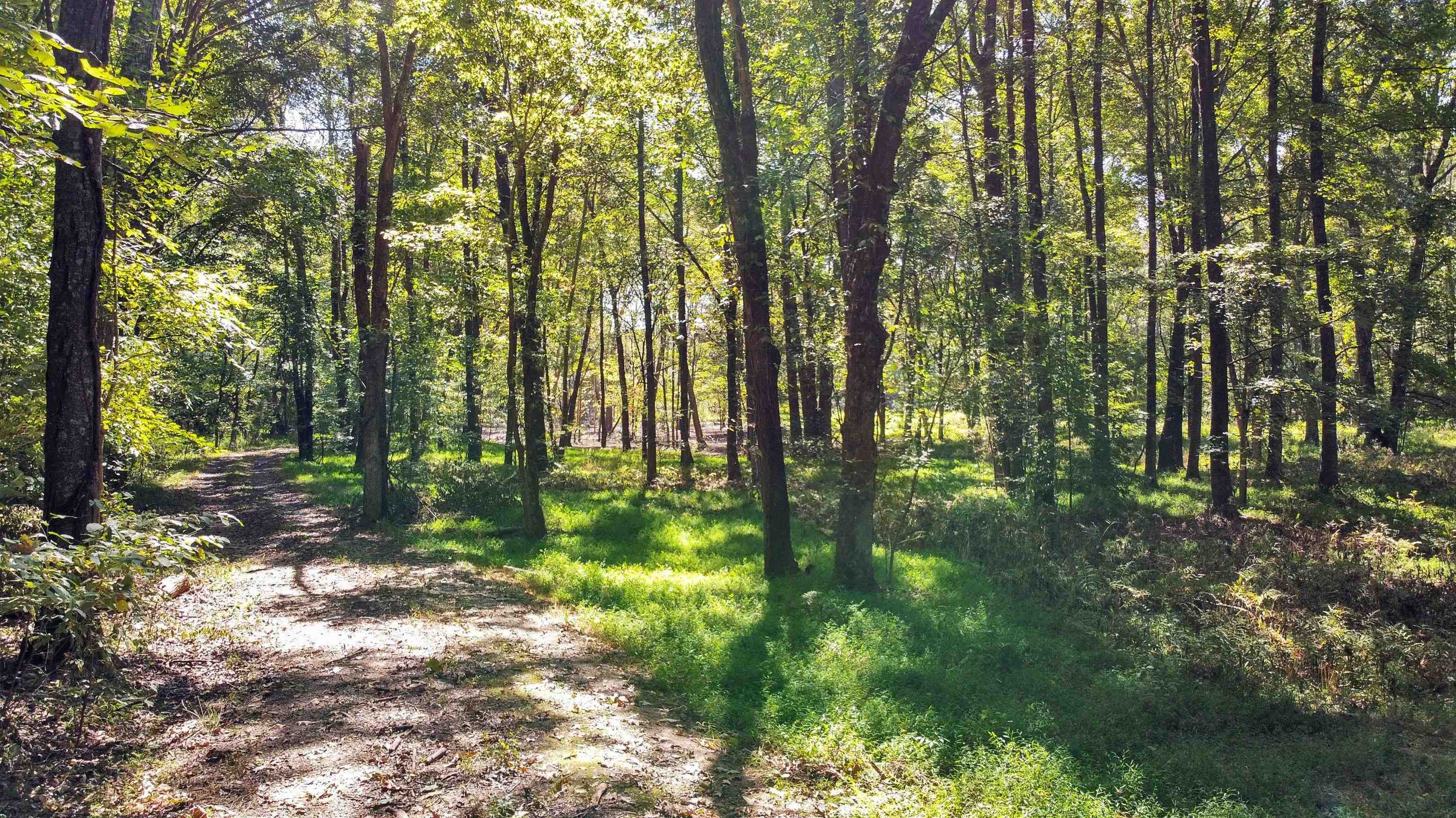 10835 Macon Road Eads, TN 38028 - Photo 10 of 13 a backyard of a house with lots of green space