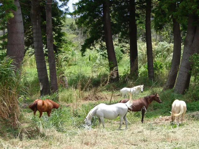 $2,950,000 | 93-5570 Lot 4 Kai Makani Place, Captain Cook, HI 96704