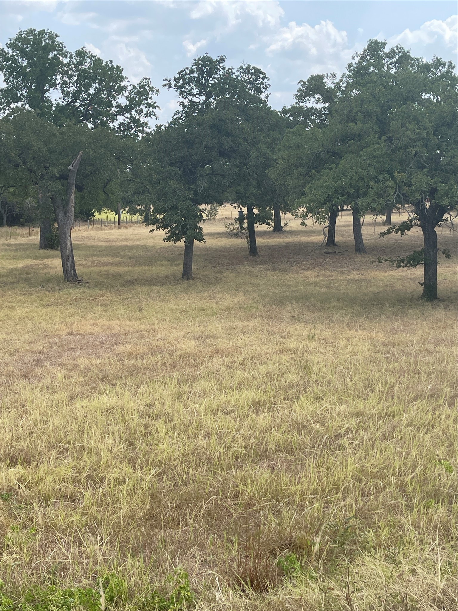 504 Sandy School Road Johnson City, TX 78636 - Photo 4 of 7 a view of yard with tree