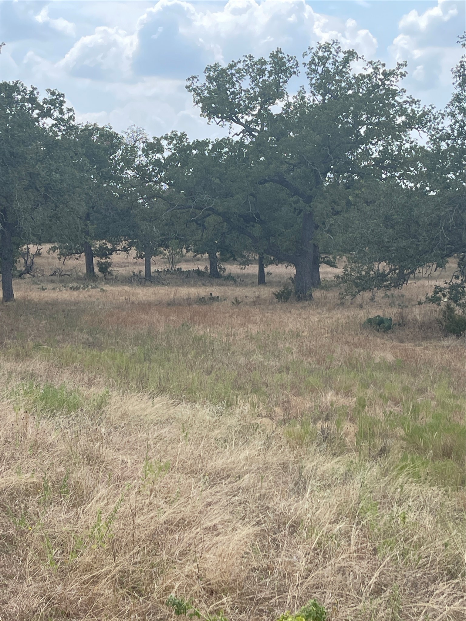 504 Sandy School Road Johnson City, TX 78636 - Photo 6 of 7 a view of a dry yard with trees