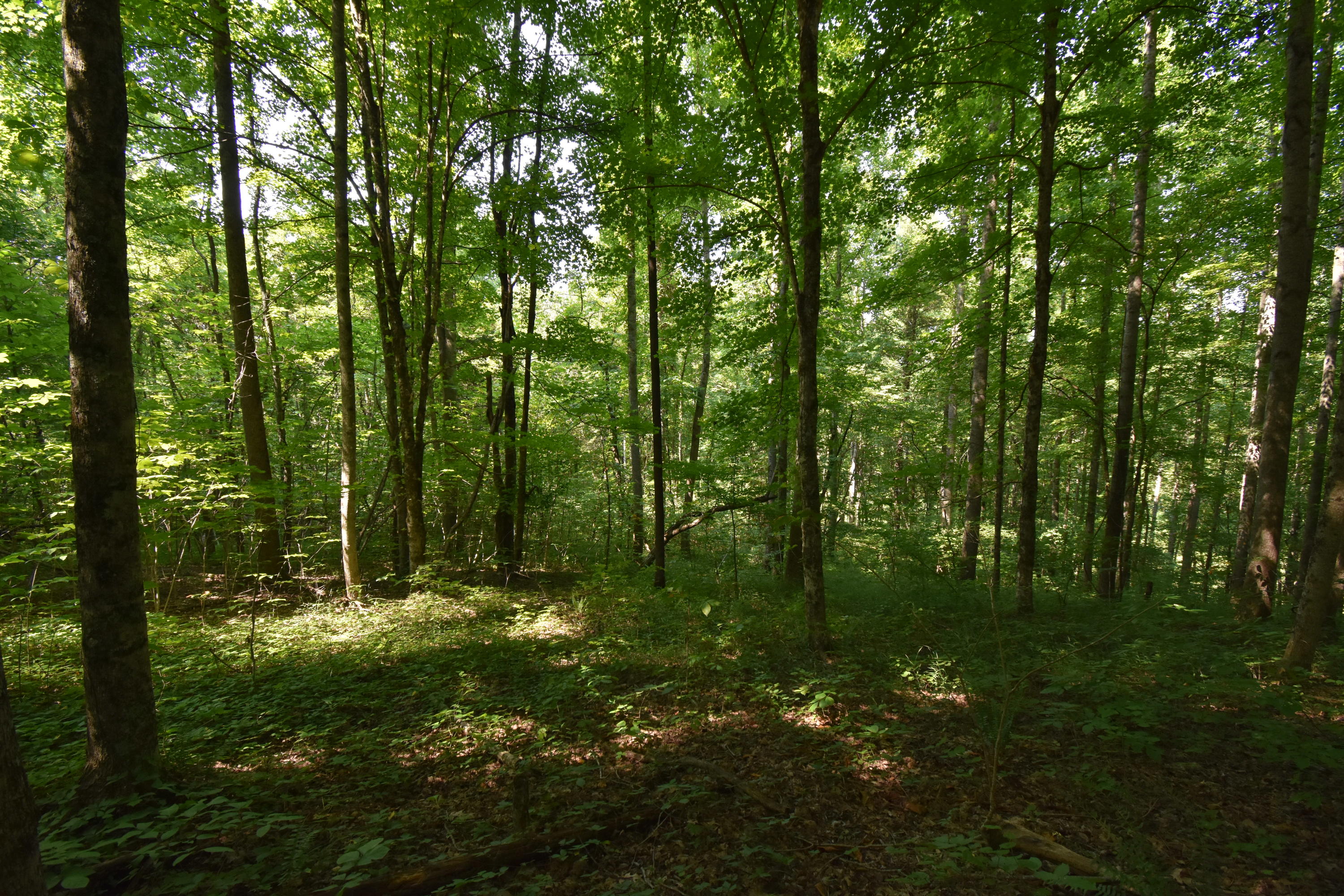 0 River Road Eidson, TN 37731 - Photo 11 of 17 DSC_2618