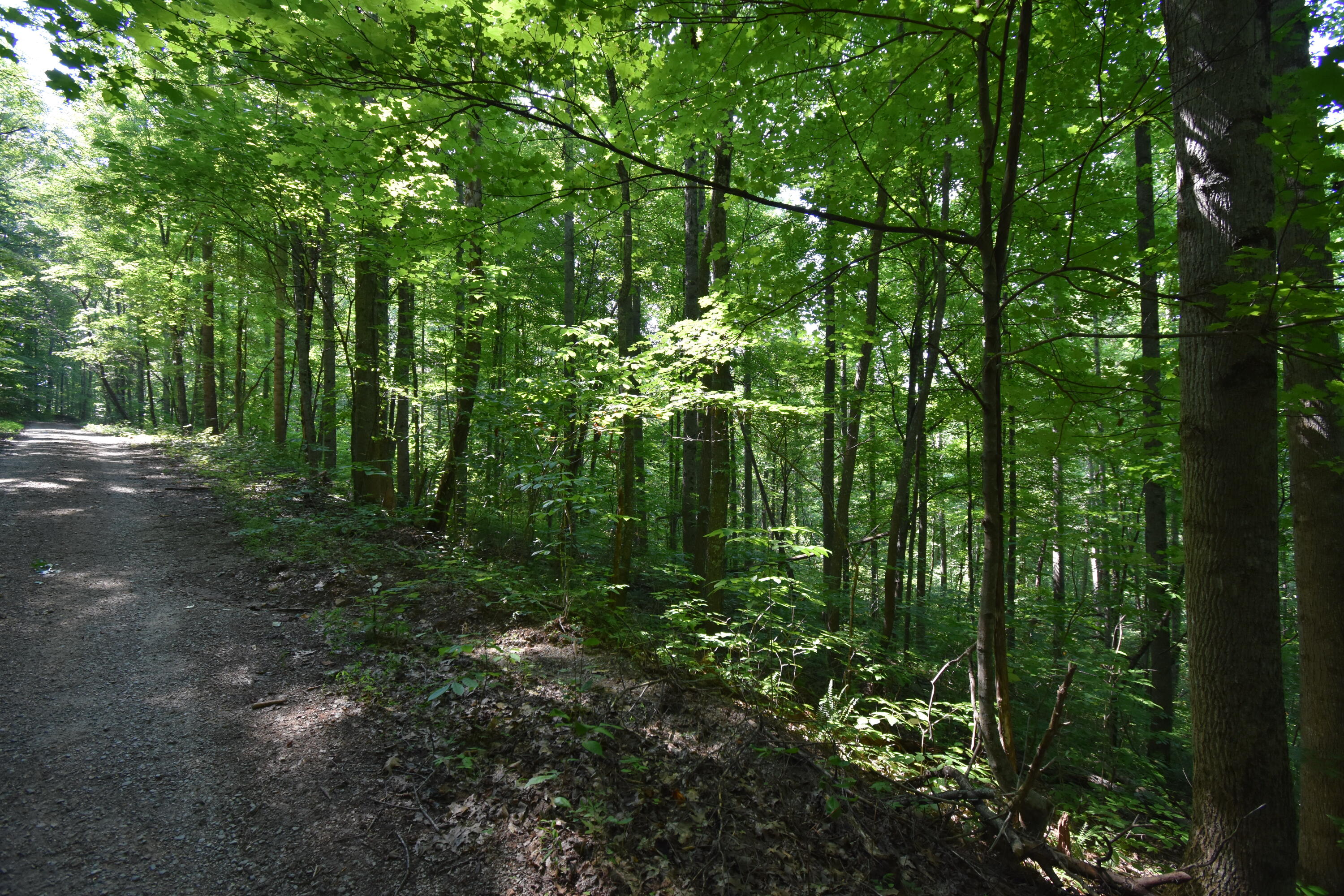 0 River Road Eidson, TN 37731 - Photo 13 of 17 DSC_2623