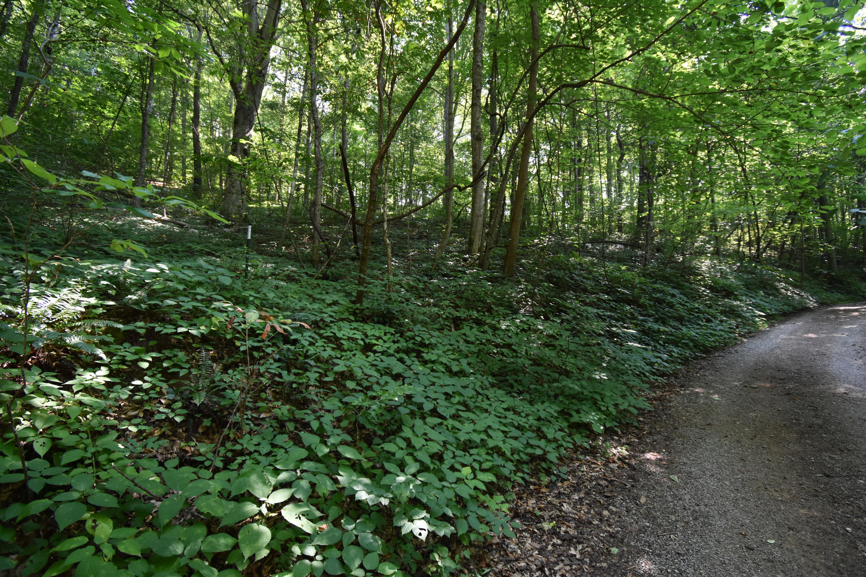 0 River Road Eidson, TN 37731 - Photo 16 of 17 DSC_2626