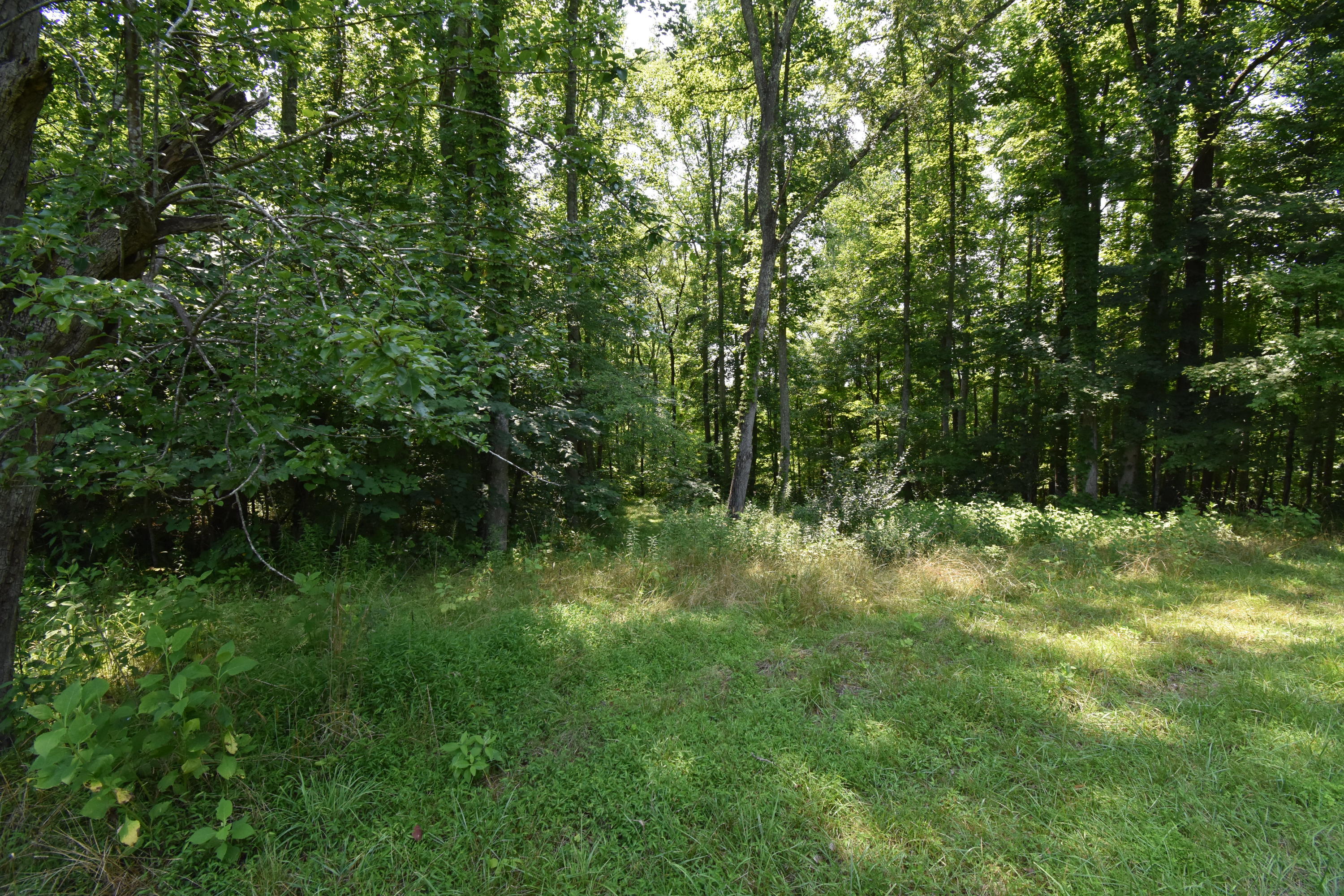 0 River Road Eidson, TN 37731 - Photo 4 of 17 DSC_2606