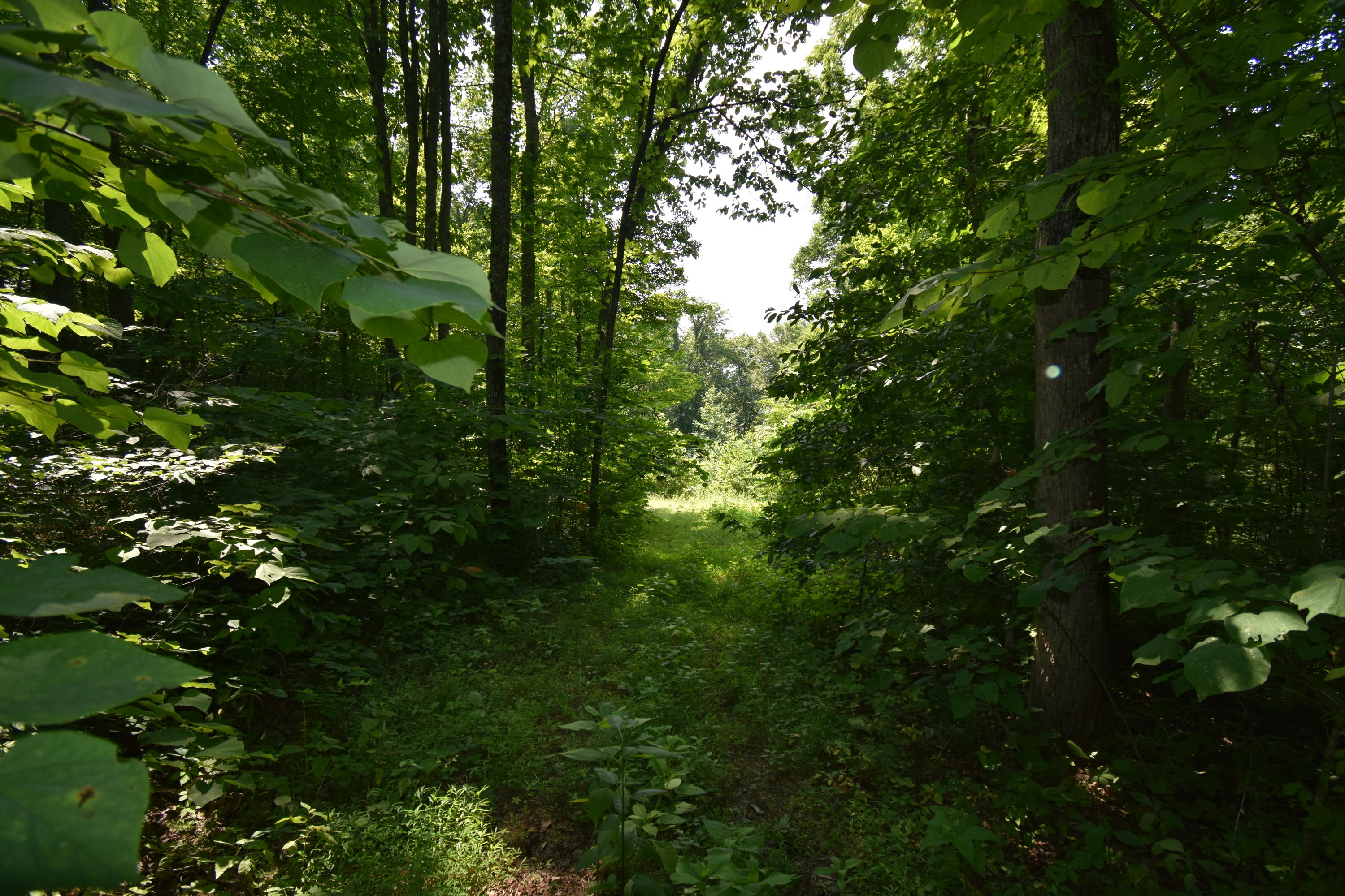 0 River Road Eidson, TN 37731 - Photo 6 of 17 DSC_2609