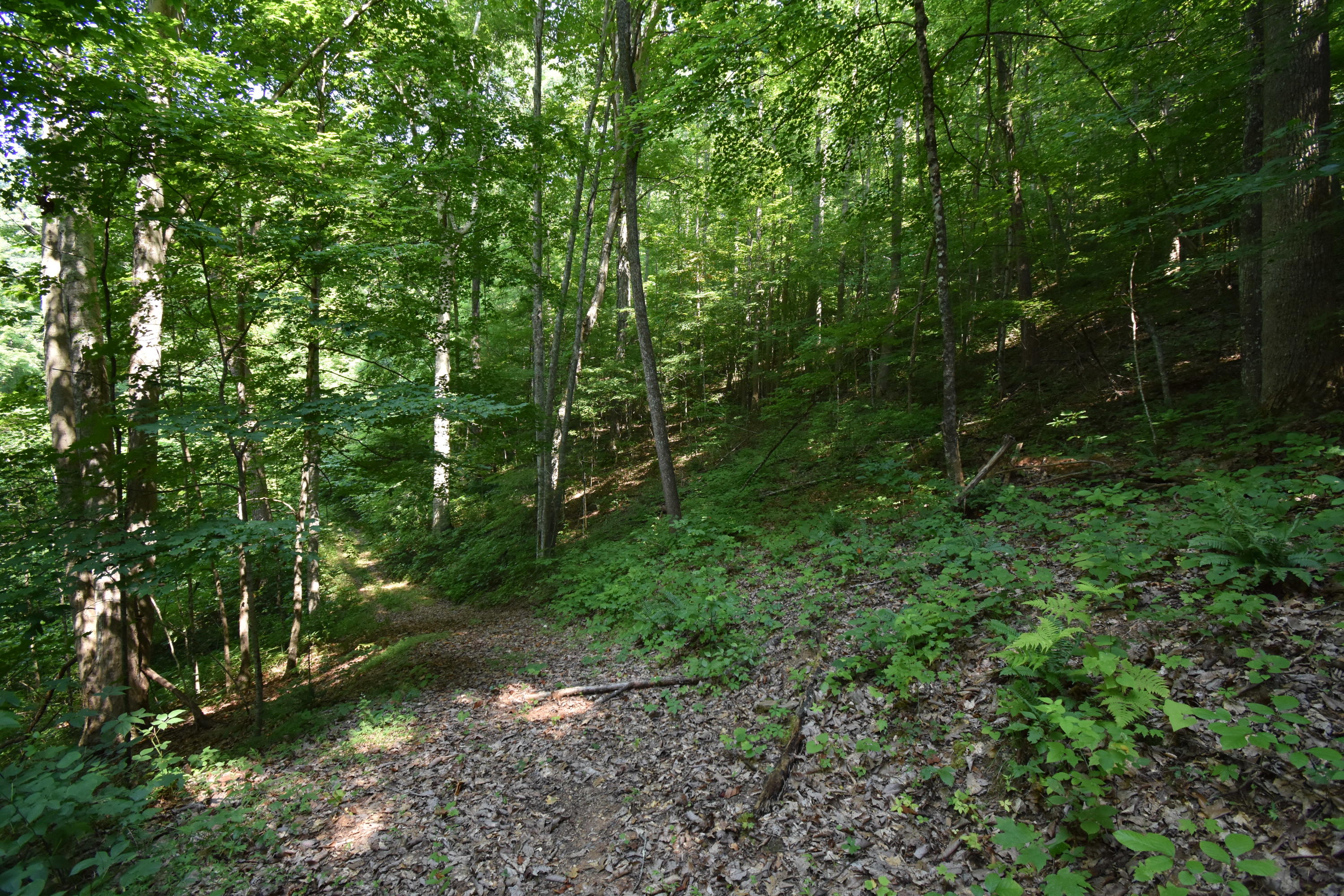 0 River Road Eidson, TN 37731 - Photo 7 of 17 DSC_2612