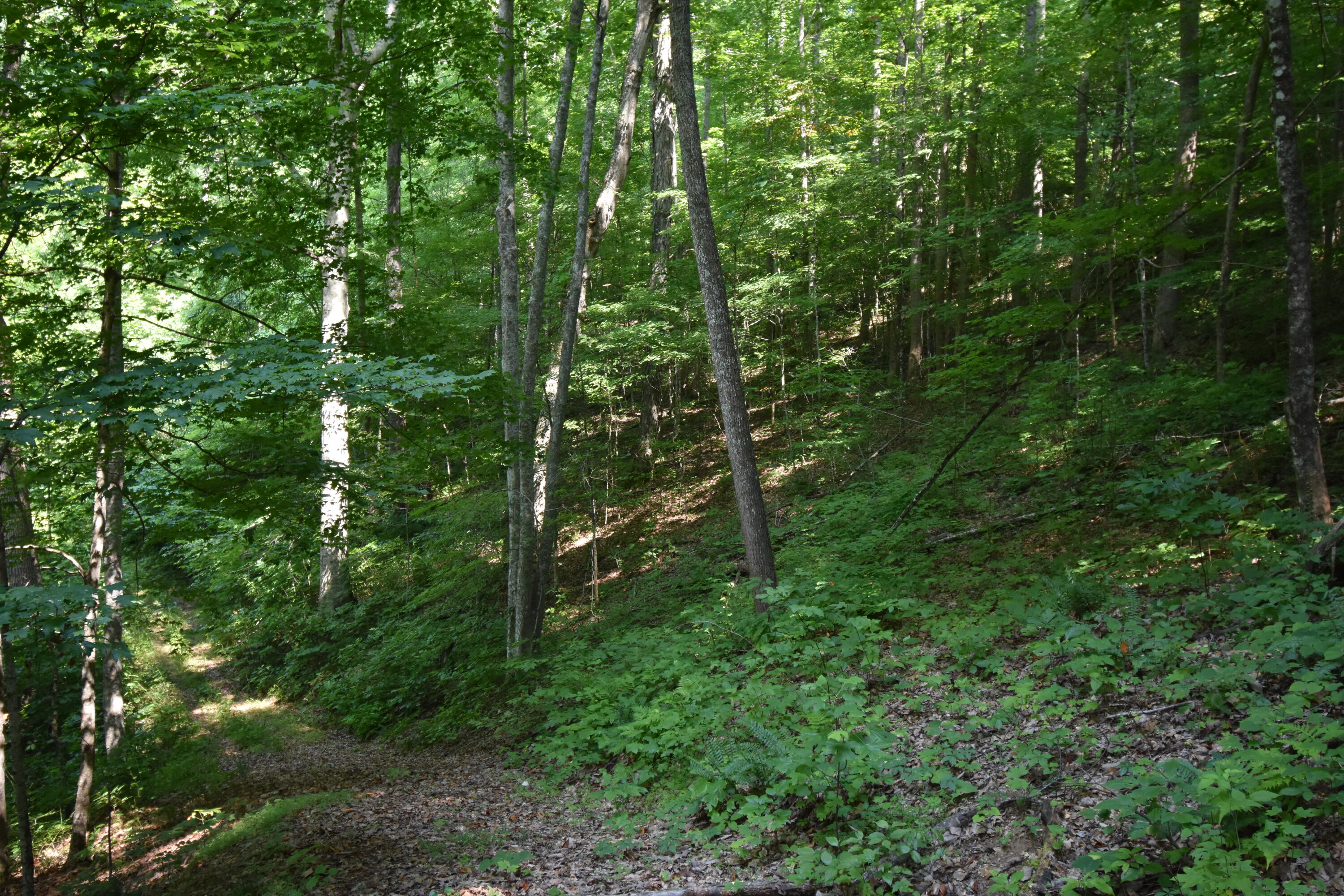 0 River Road Eidson, TN 37731 - Photo 8 of 17 DSC_2613