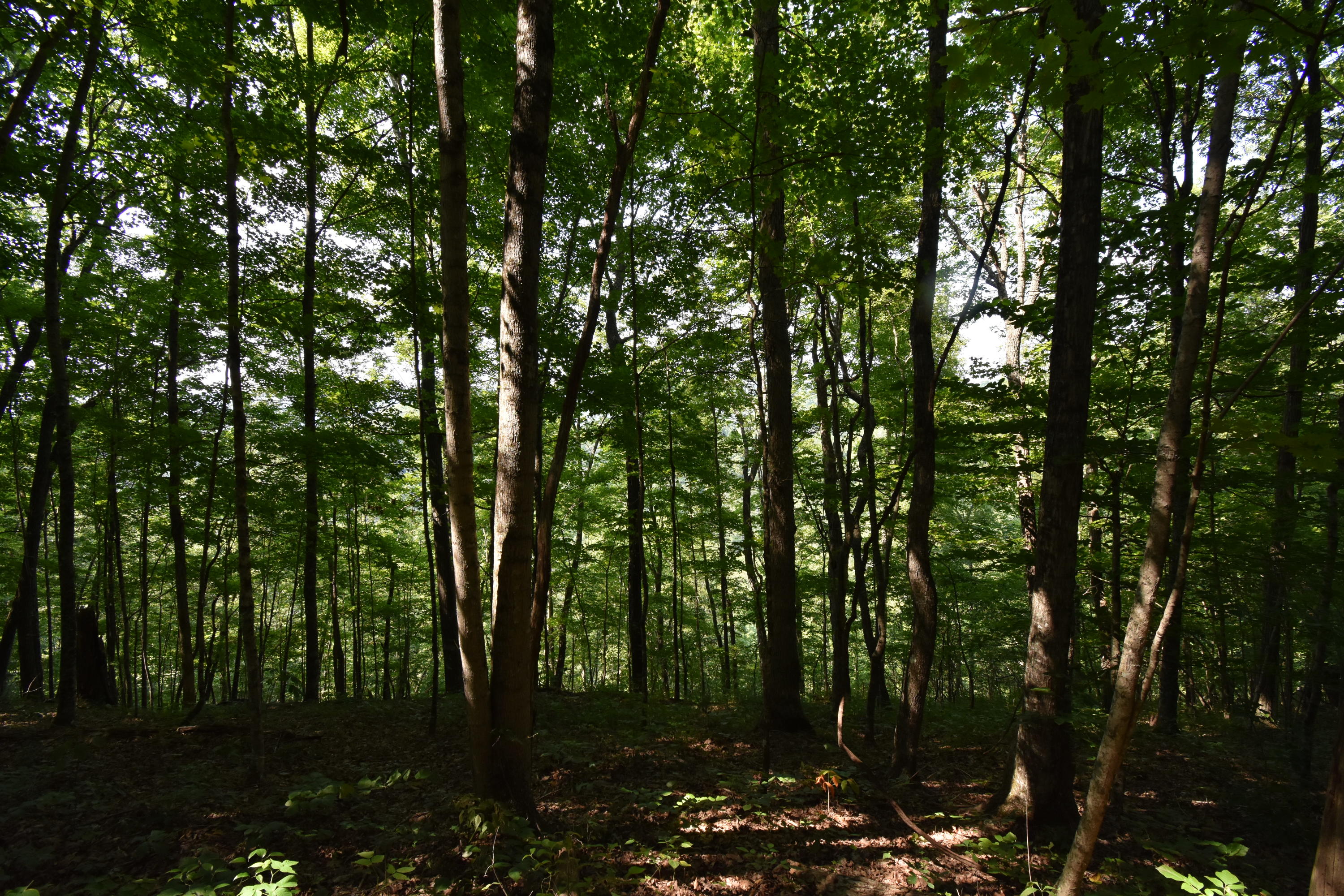 0 River Road Eidson, TN 37731 - Photo 9 of 17 DSC_2614