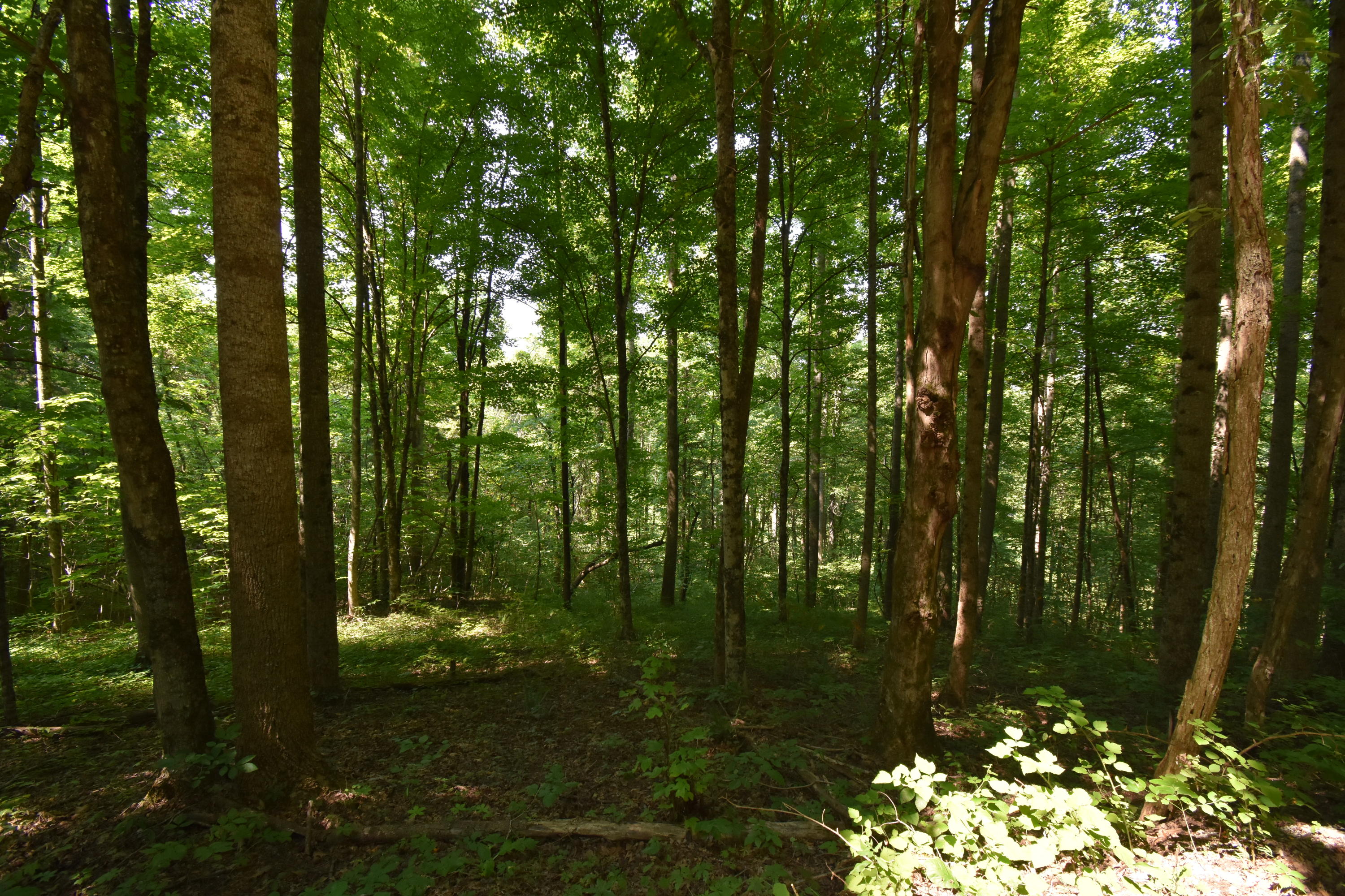 0 River Road Eidson, TN 37731 - Photo 10 of 17 DSC_2616