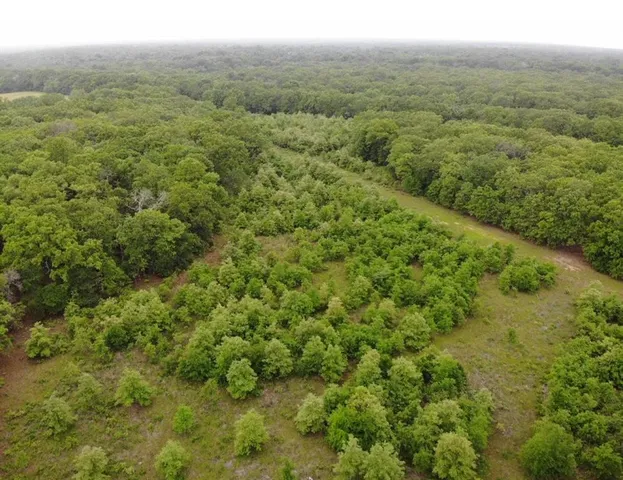 a view of a lush green forest with trees and some houses