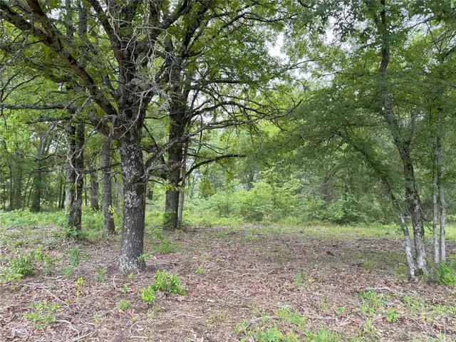 a view of a forest that has large trees