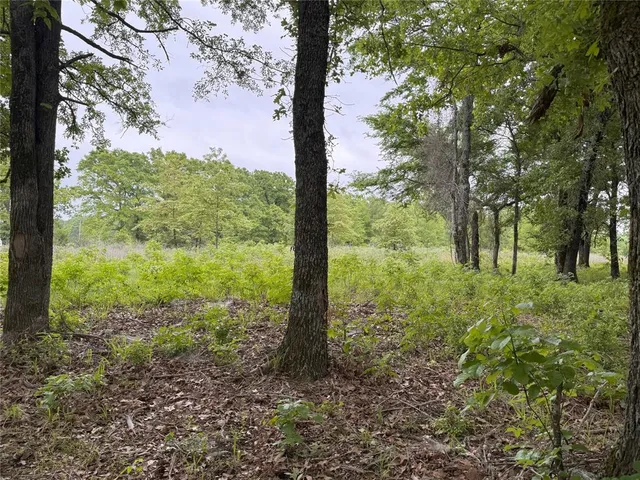 a view of a yard with lots of trees
