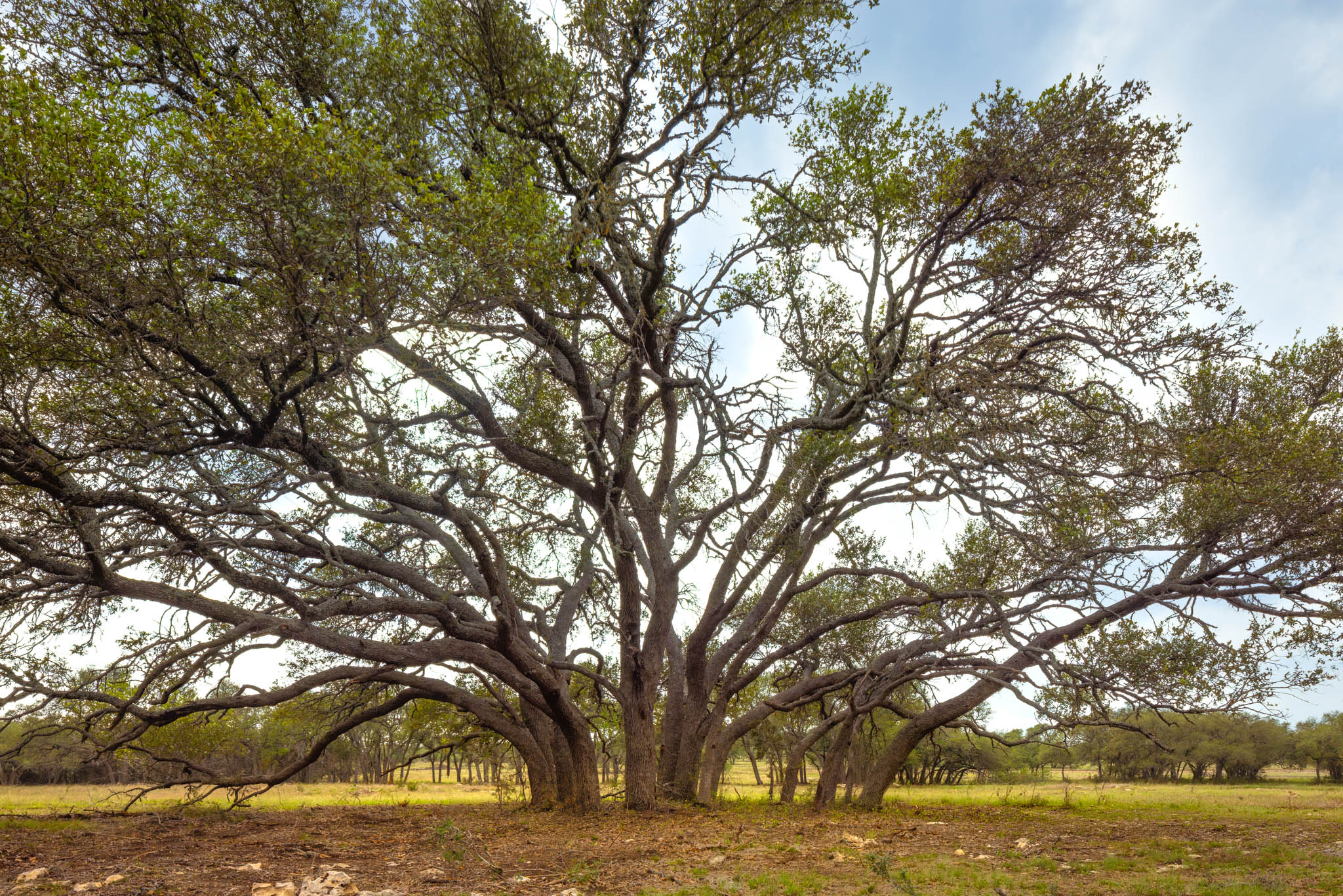 2609 Prochnow Road Dripping Springs, TX 78620 - Photo 12 of 14 Mature tree with a broad canopy and extensive branching