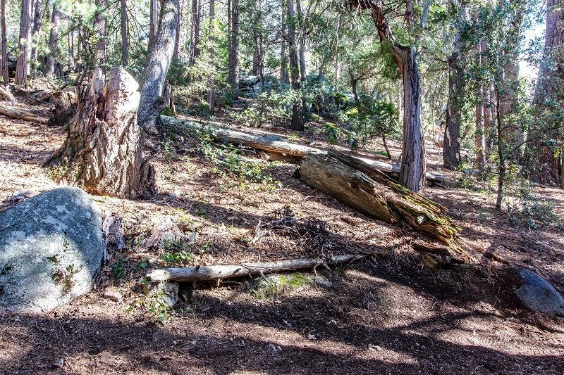 25390 Shadow Oaks Idyllwild, CA 92549 - Photo 4 of 39 a view of a forest filled with trees