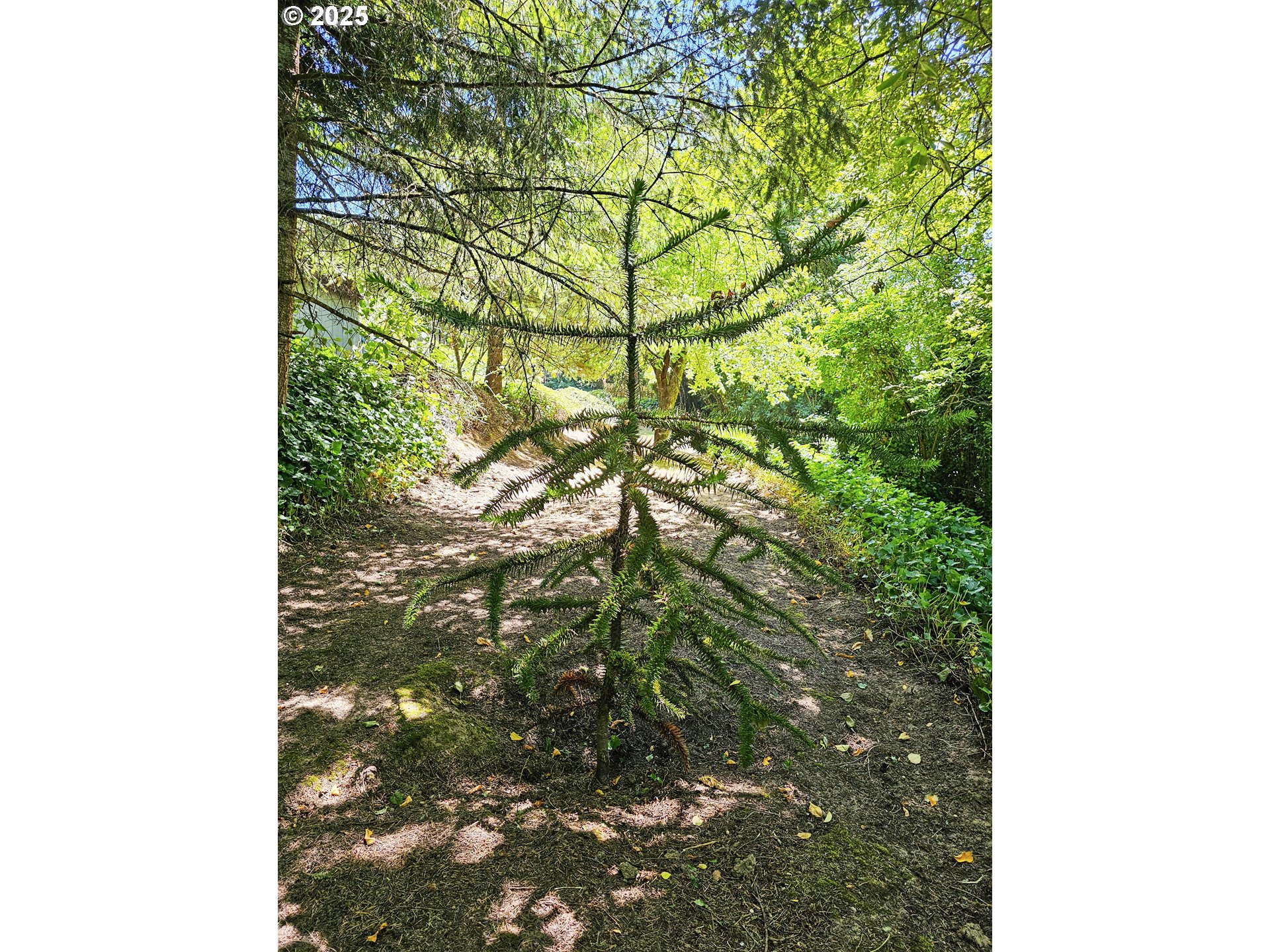 701 Northeast 117th Street Vancouver, WA 98685 - Photo 31 of 36