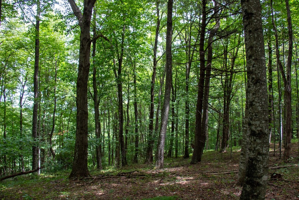 Squirrel Spur Rd Meadows Meadows Of Dan, VA 24120 - Photo 19 of 27 Gallery Image 19