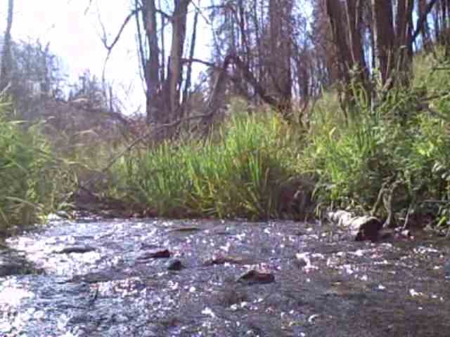3234 West Jump Off Joe Road Valley, WA 99181 - Photo 3 of 4