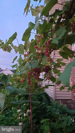 a picture of flowers