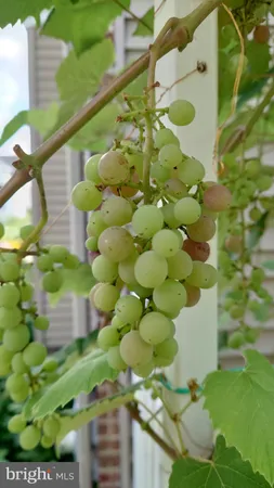 a picture of flowers