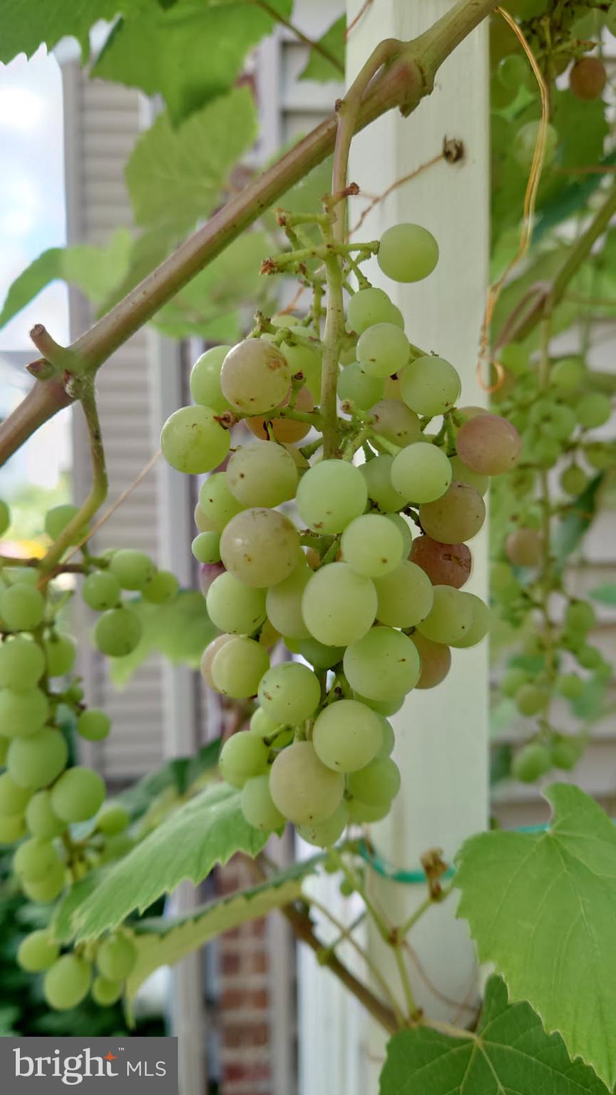 102 Rambler Road Glenolden, PA 19036 - Photo 33 of 34