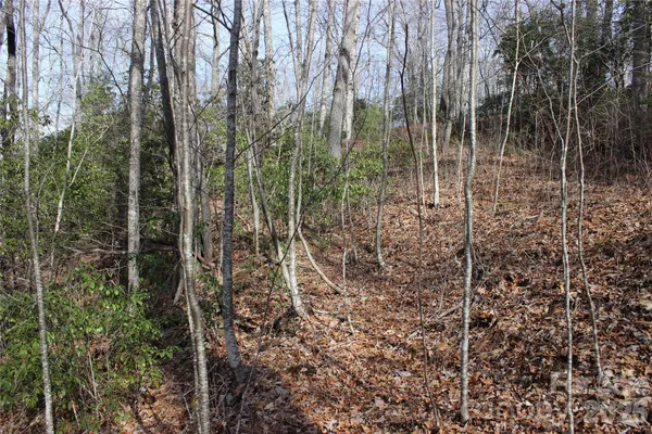 a view of a forest