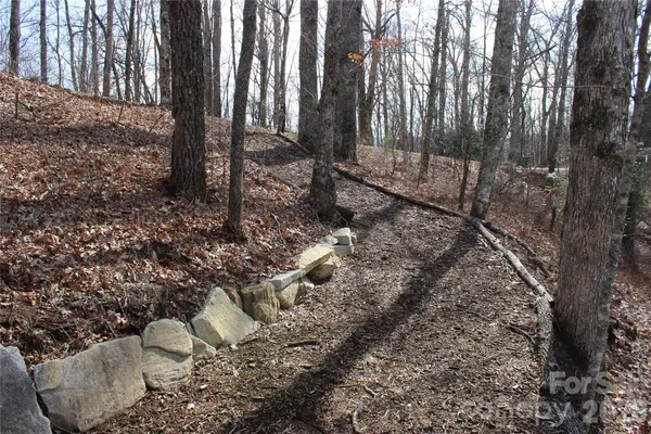 a view of a forest with trees