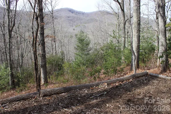 a view of a forest filled with trees