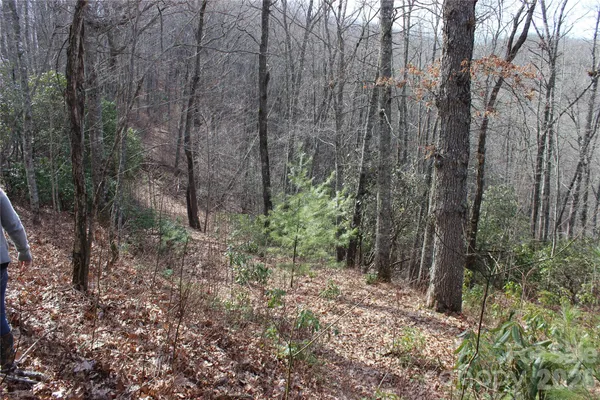 a view of a forest with trees in the background