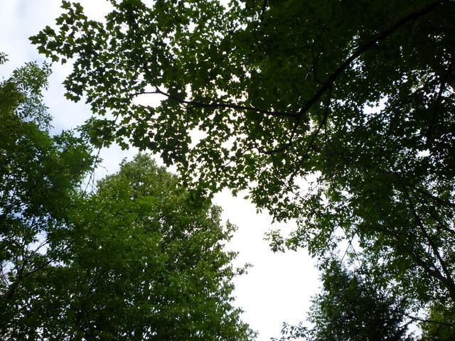 Lot 5 Murphy Lake Road Presque Isle, WI 54557 - Photo 5 of 5 Gallery Image 5