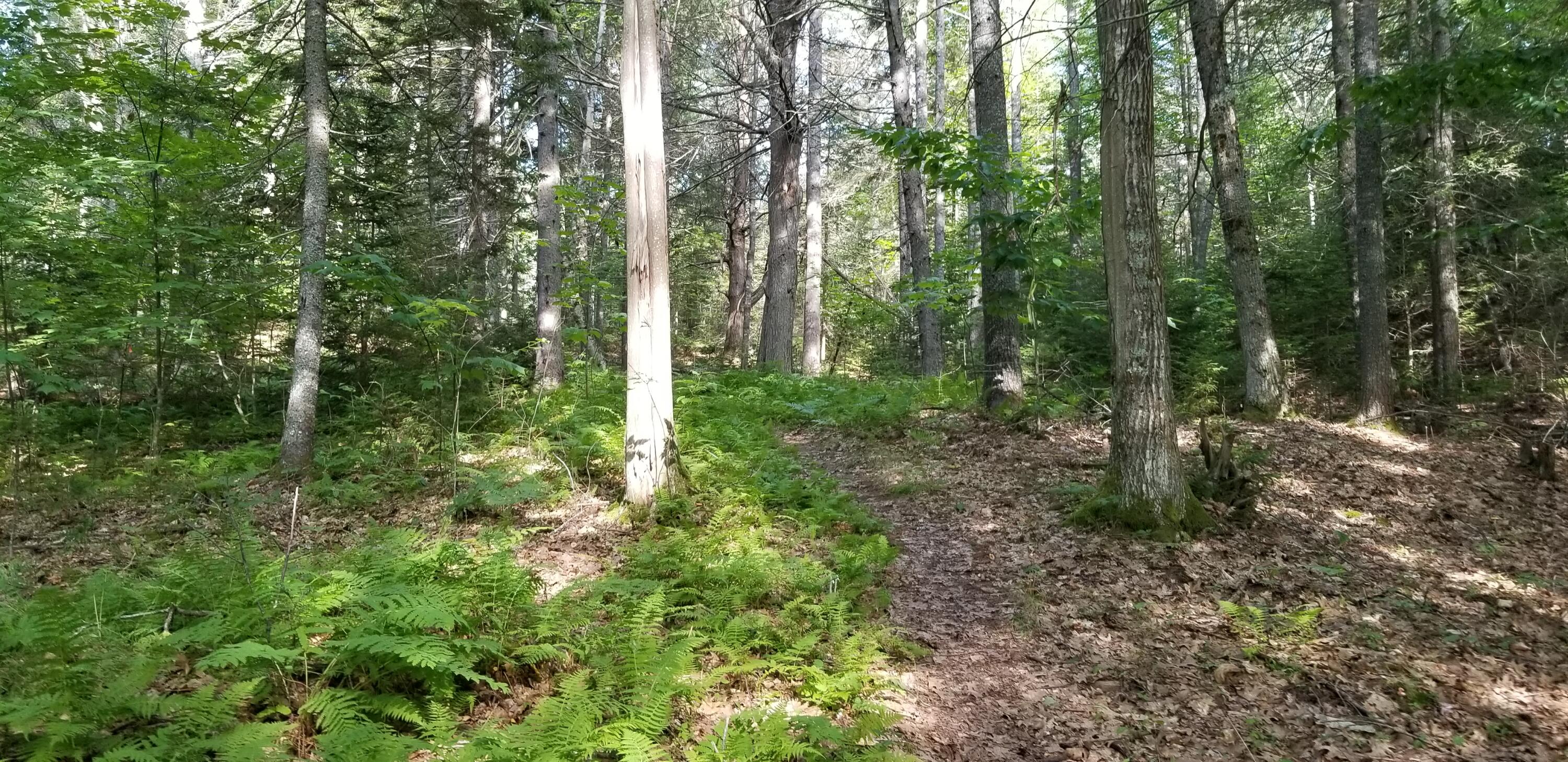 Lot D Youngs Point Road South Wiscasset, ME 04578 - Photo 1 of 12 20210729_085212