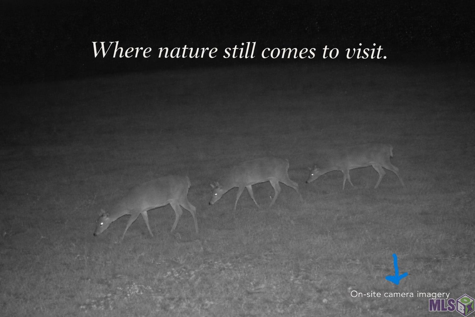 8557 New River Road St. Amant, LA 70774 - Photo 5 of 9 real image of wildlife