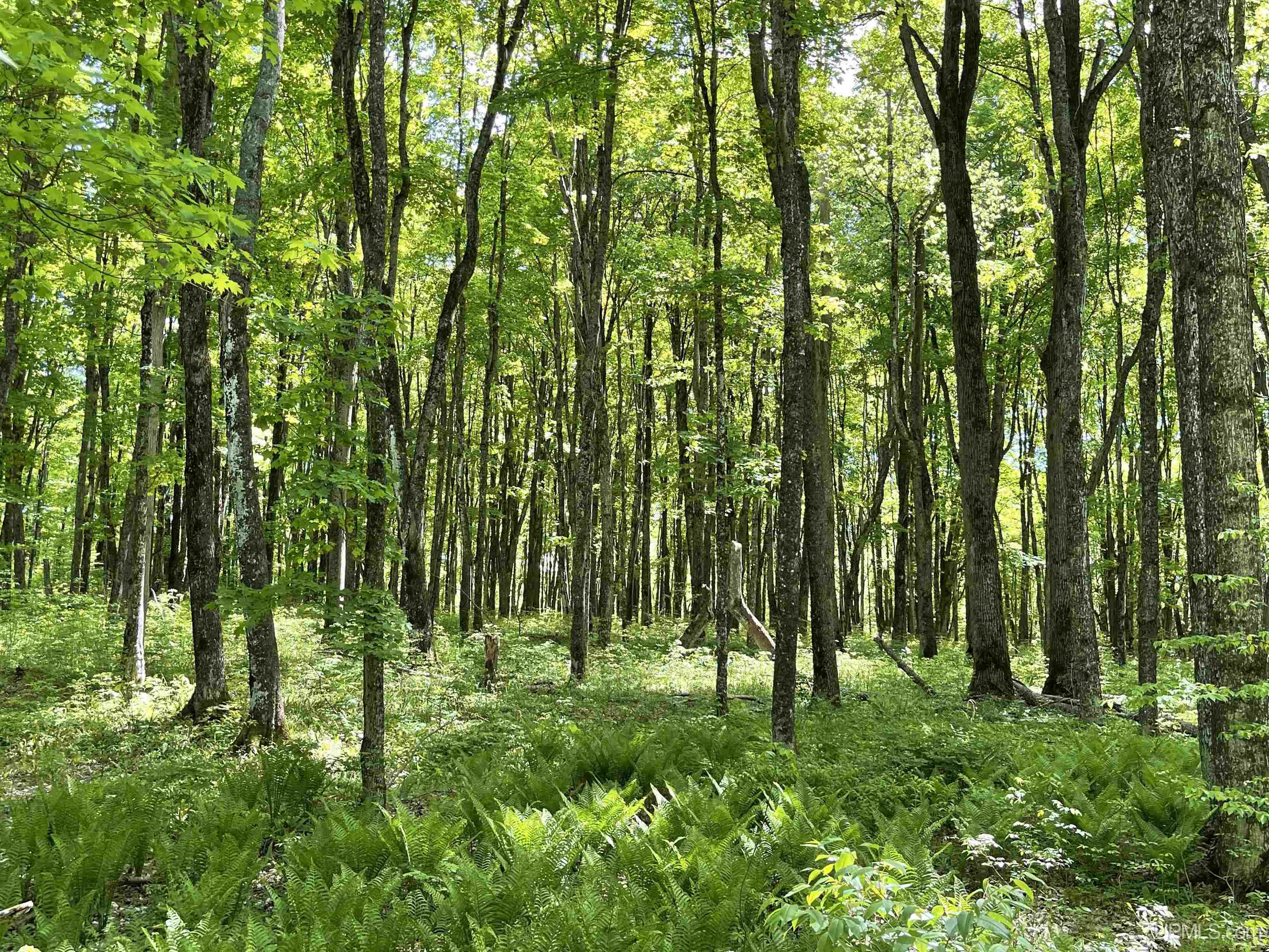 Tbd Tbd Banking Ground Road Germfask, MI 49836 - Photo 1 of 36
