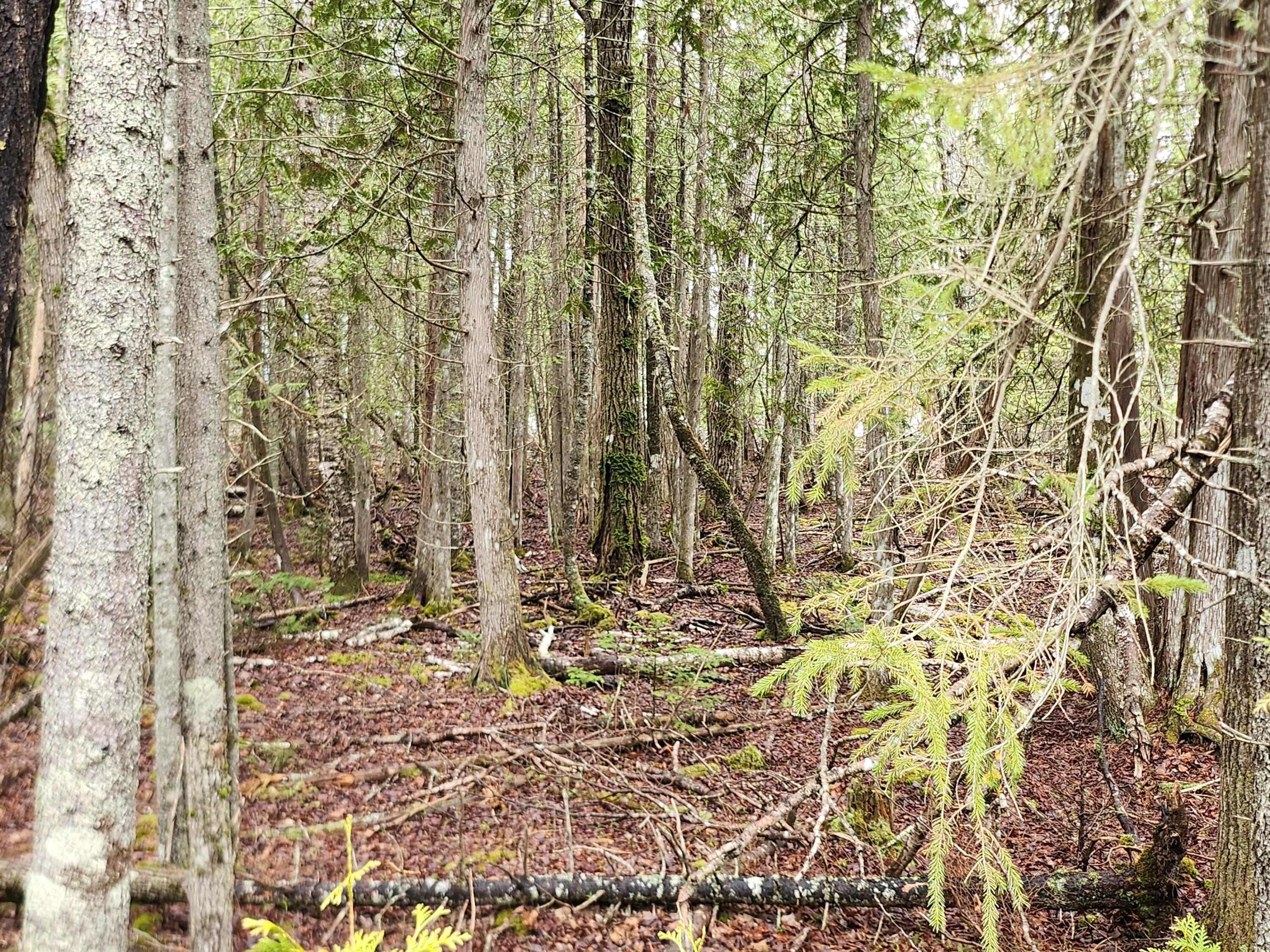 Lot 64 Coffins Neck Road Lubec, ME 04652 - Photo 7 of 7 20250503_121353