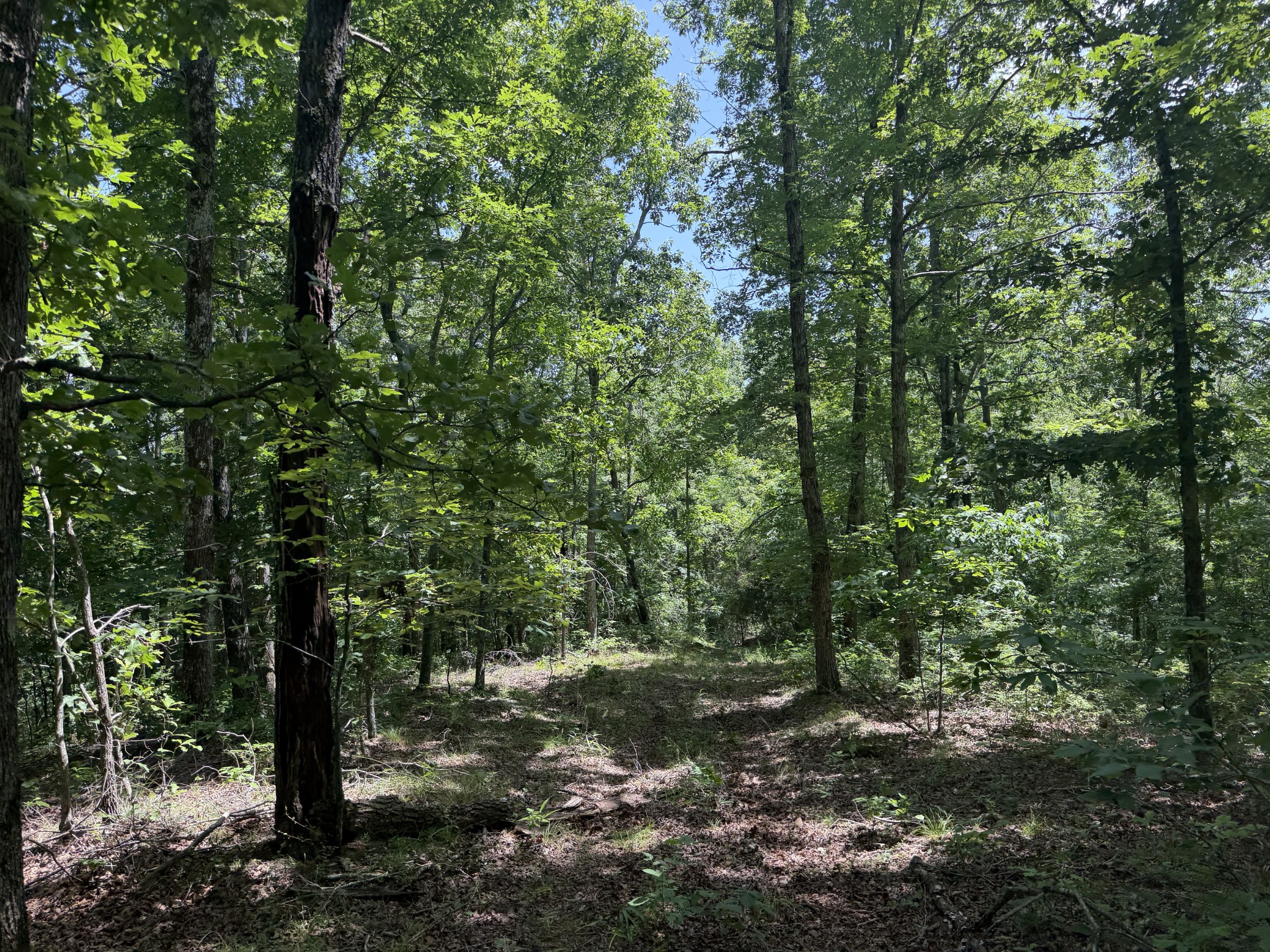 215 Bar Bee Road Hohenwald, TN 38462 - Photo 44 of 51