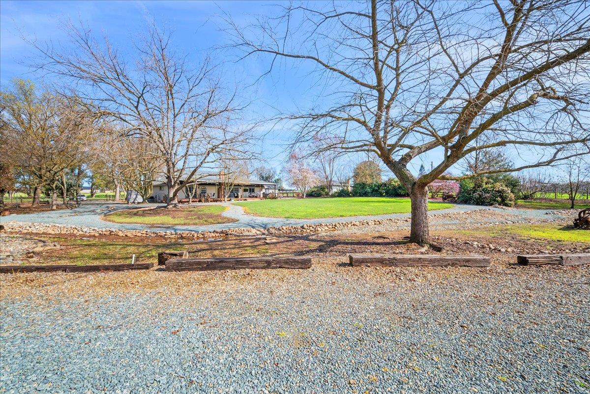 9777 Tavernor Road Wilton, CA 95693 - Photo 41 of 59 a view of a yard with a tree