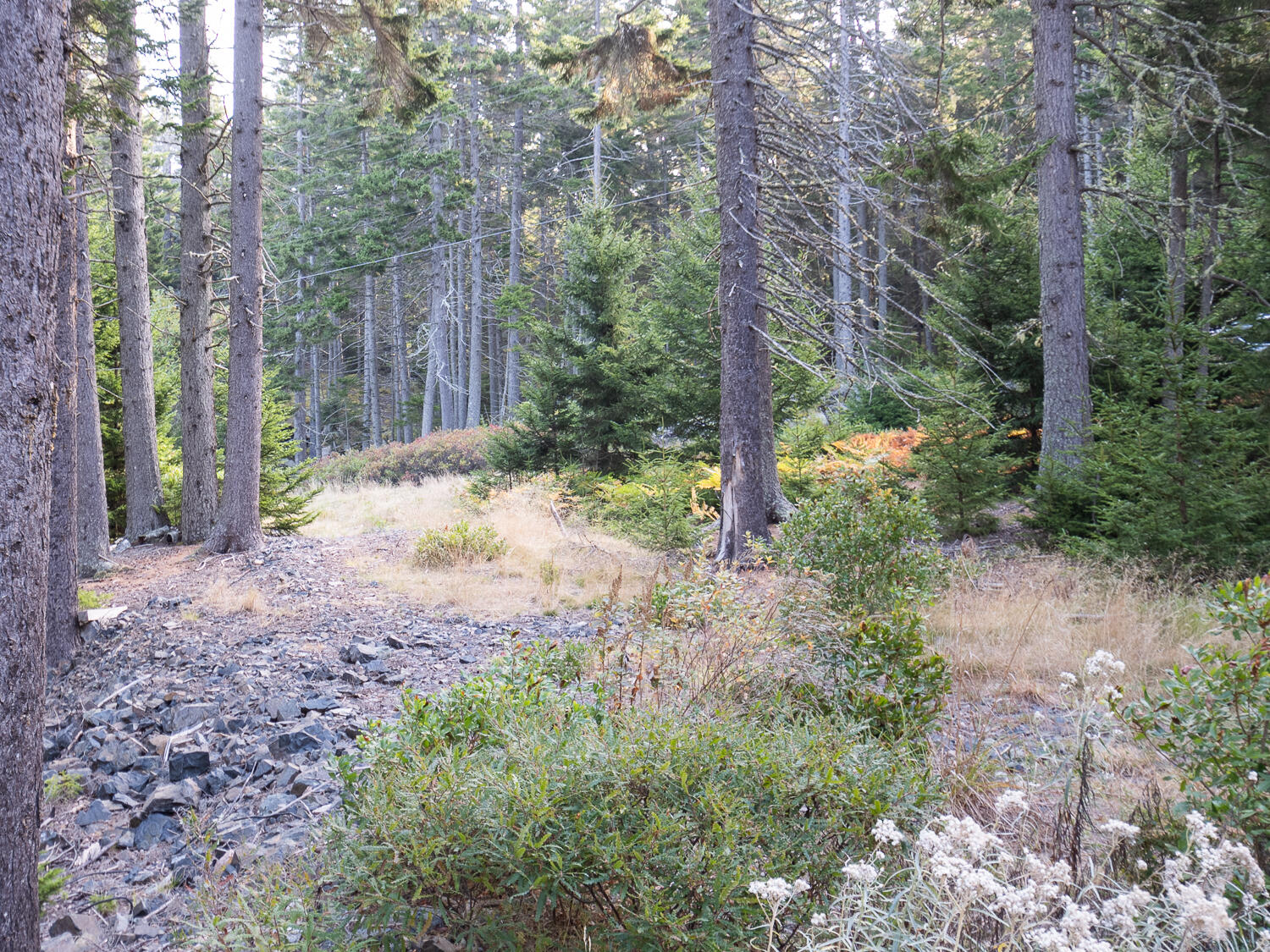 63 Minturn Road Swans Island, ME 04685 - Photo 15 of 16 Waterfront Land