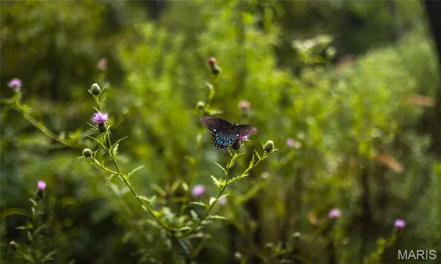 $349,900 | 0 Highway 67, Festus, MO 63028