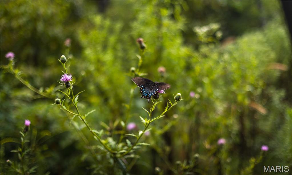 0 Highway 67 Festus, MO 63028 - Photo 26 of 38