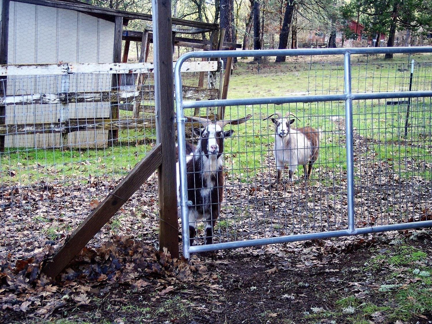 2140 Obenchain Road Eagle Point, OR 97524 - Photo 22 of 31 3 Goats, may be left for buyer if wanted