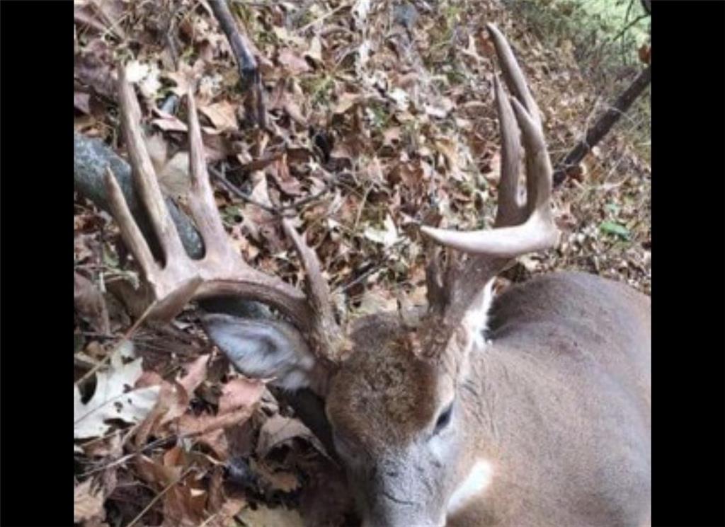 0 Willow Road Winigan, MO 63566 - Photo 44 of 46