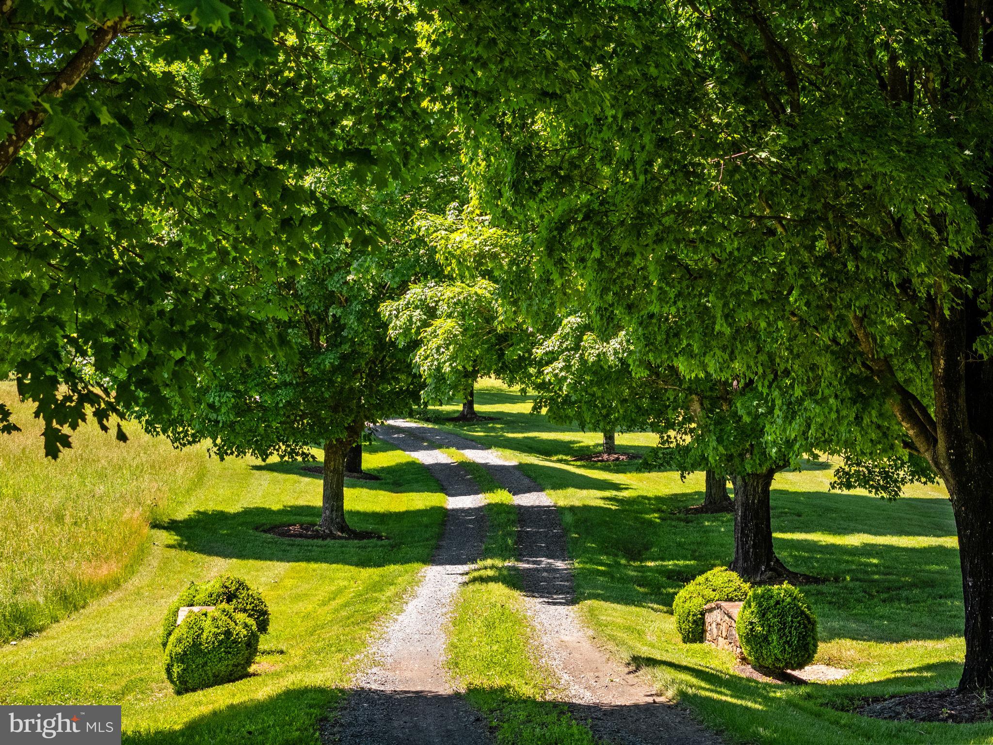 1310 Delaplane Grade Road Upperville, VA 20184 - Photo 6 of 94 Maple tree lined driveway passes a large hay field