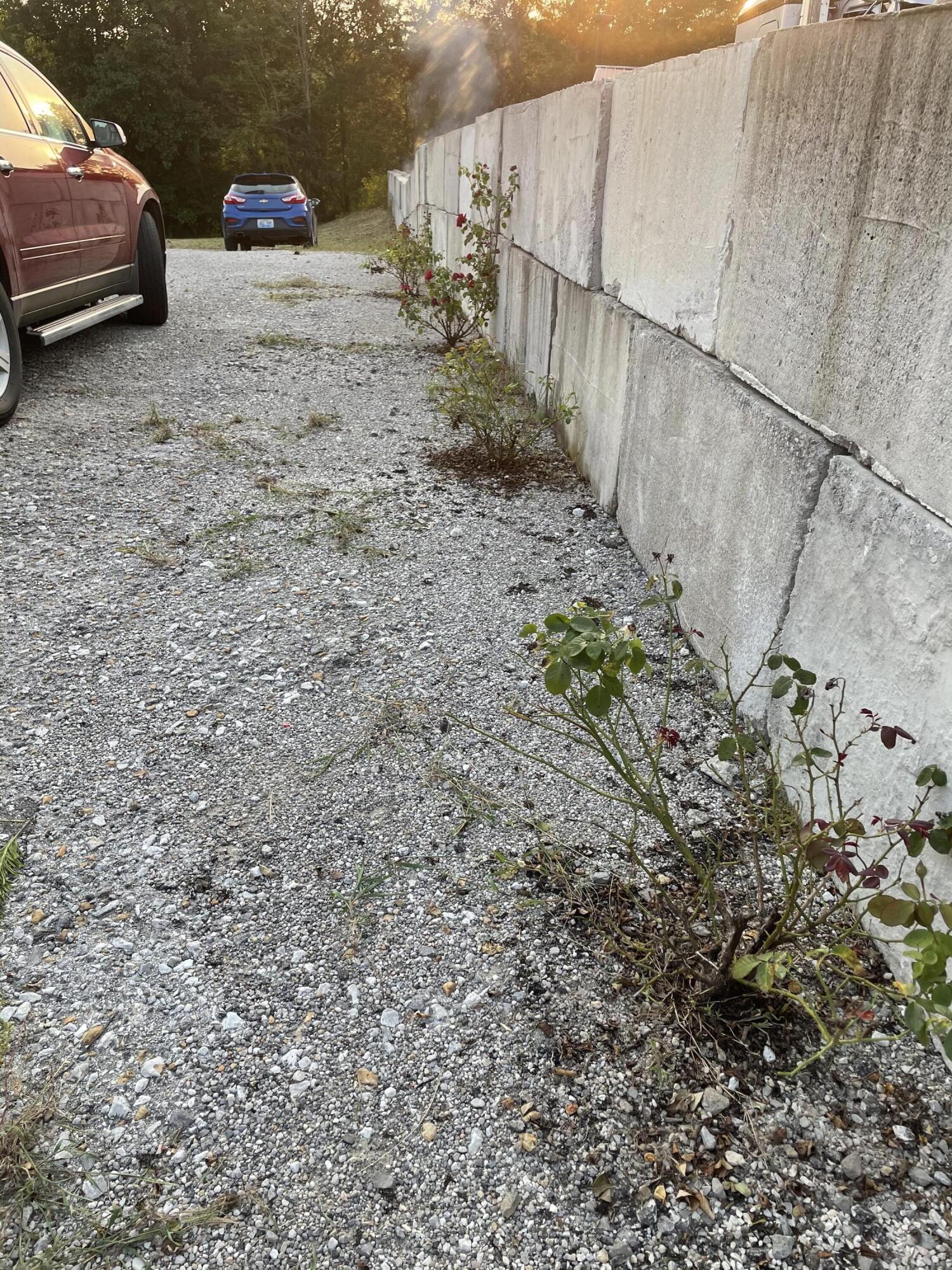 245 Eddie Ridge Road Clay City, KY 40312 - Photo 40 of 46 This wall does not convey.