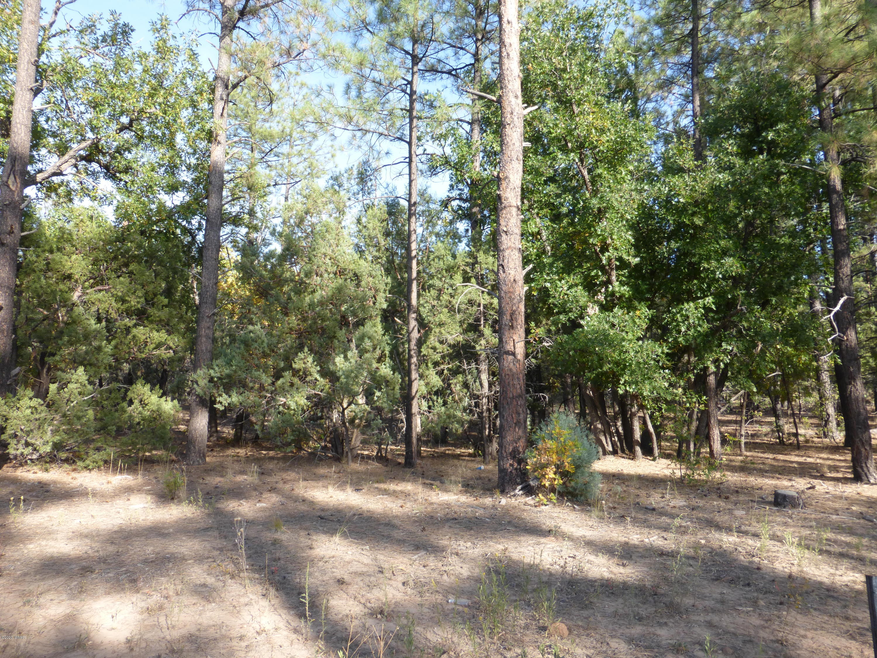 Tbd Woodland Road Lakeside, AZ 85929 - Photo 12 of 13