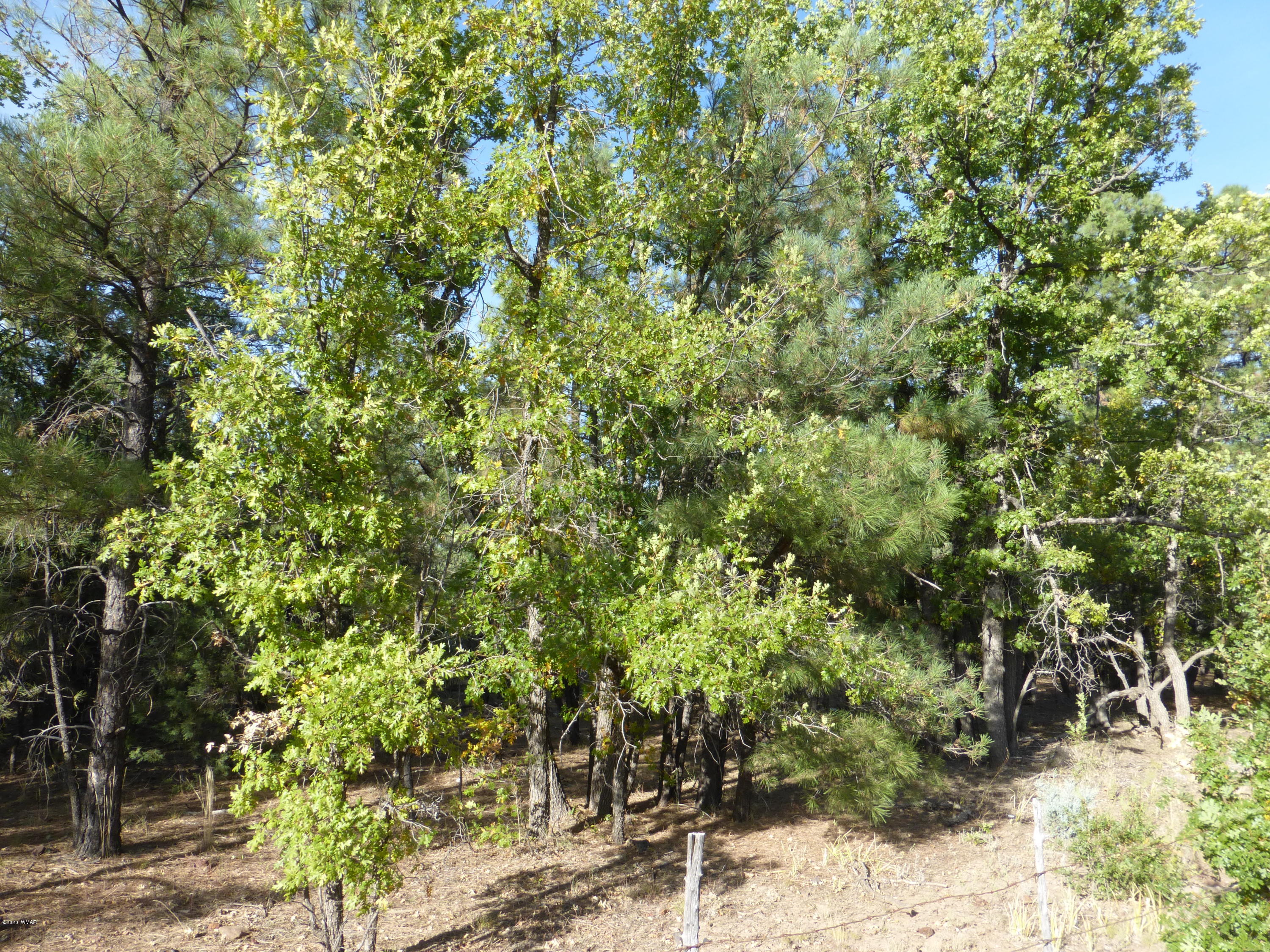 Tbd Woodland Road Lakeside, AZ 85929 - Photo 5 of 13