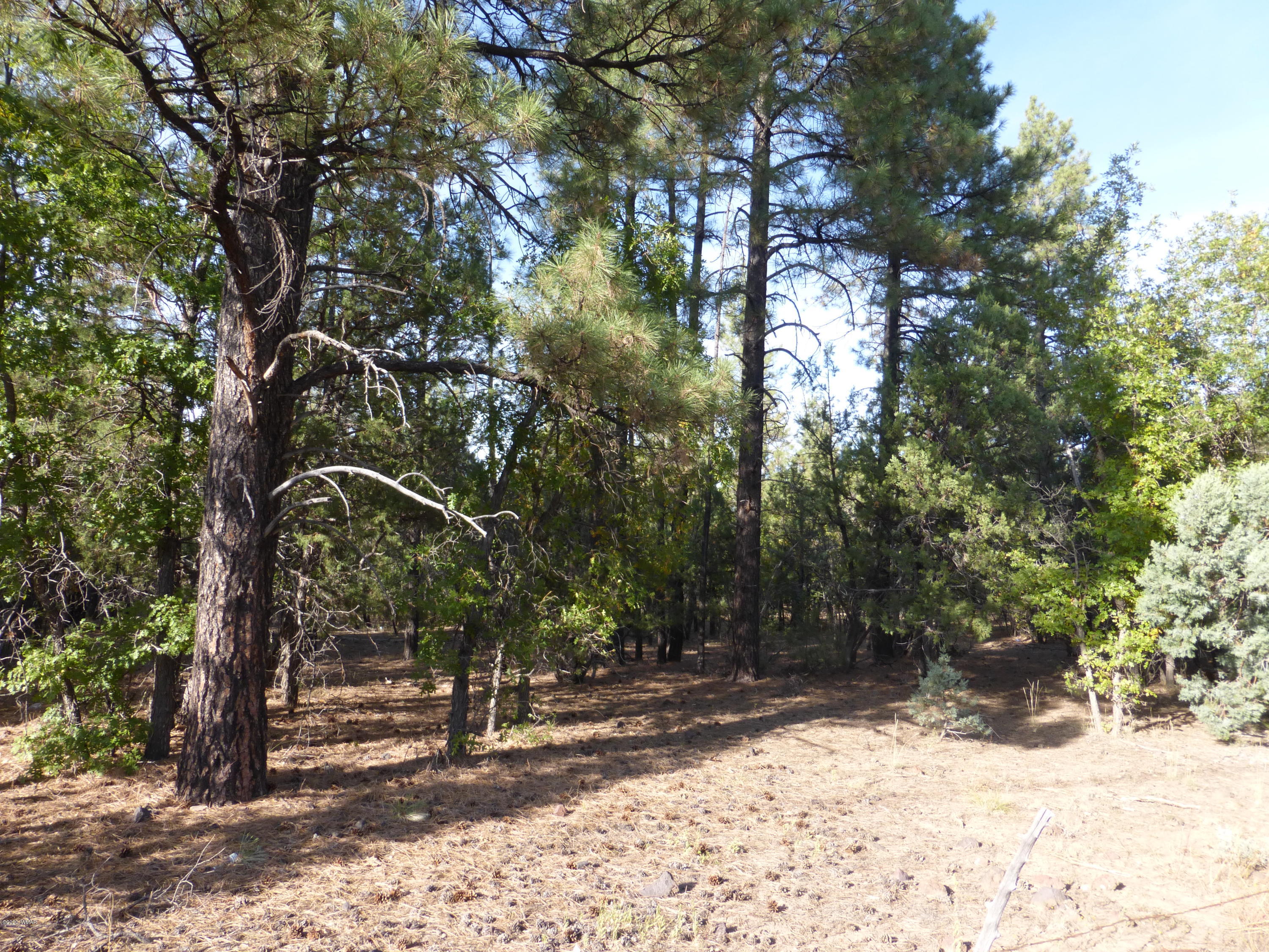 Tbd Woodland Road Lakeside, AZ 85929 - Photo 8 of 13
