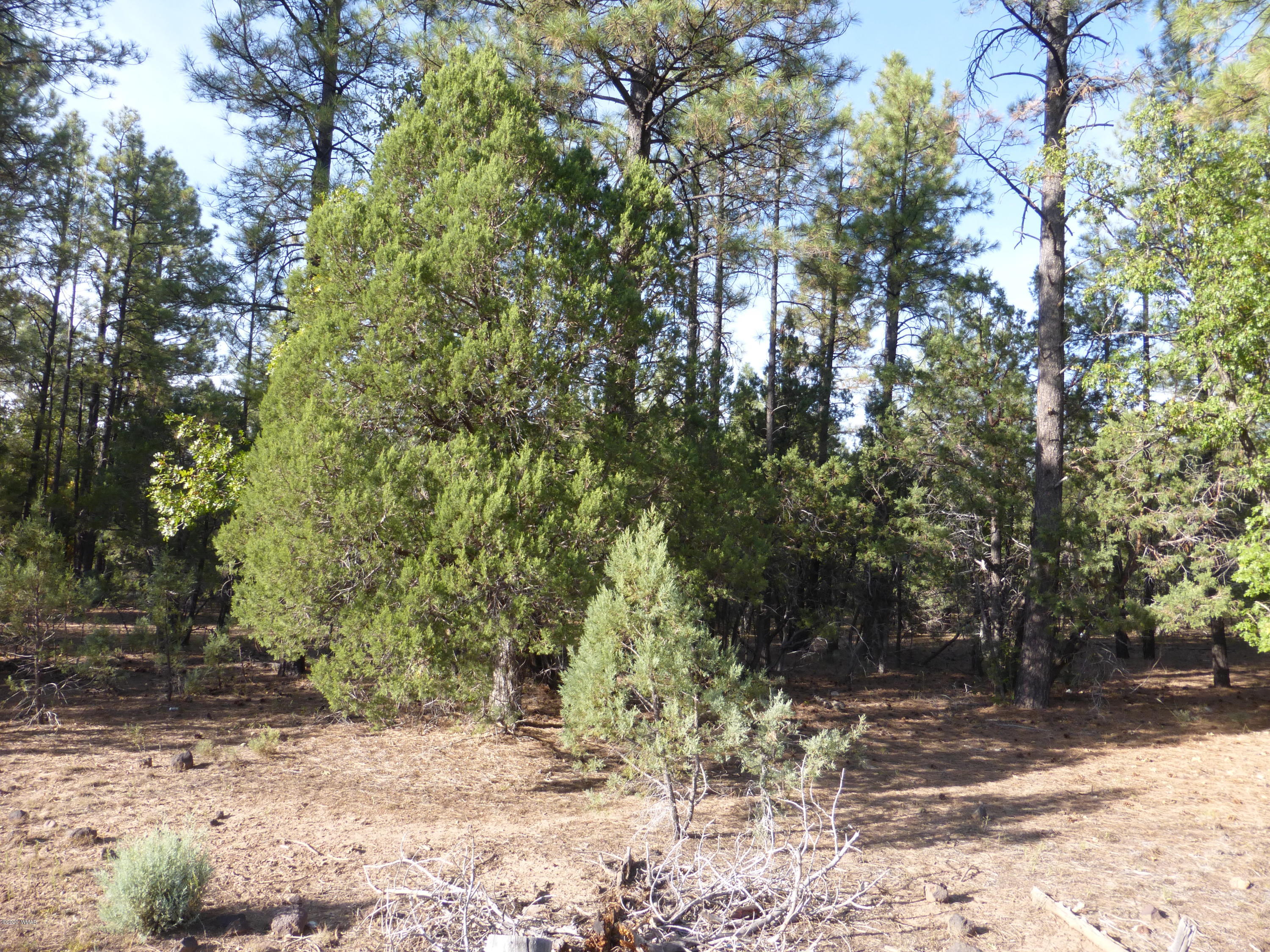 Tbd Woodland Road Lakeside, AZ 85929 - Photo 9 of 13